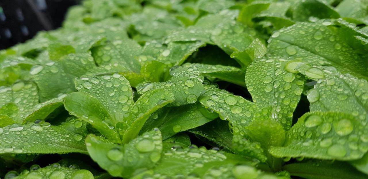 Coeur Vert Oekologisch Mit Viel Ambiente Fuer Seelen-Wellness Ronchamp Exteriör bild